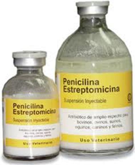 Penicilina   Descoberta e Planta | Saúde   Cultura Mix