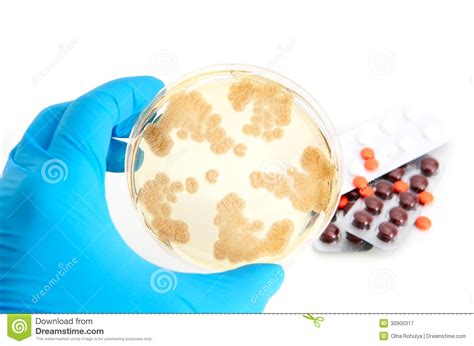 Penicillum Fungi On Agar Plate And Antibiotics Stock Image ...
