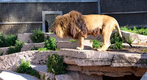 PENSAMIENTOS JFS: Un día en el Zoo de Barcelona