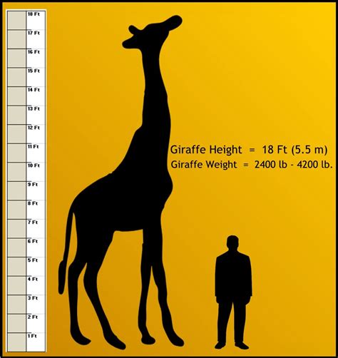 Peoria Zoo Weights and Measurements   Peoria Zoo