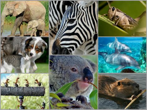 Pequeñas curiosidades sobre el reino animal que seguro no ...