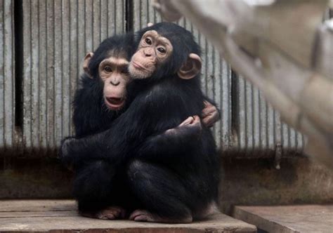 Pequeños Monos Graciosos | Imagenes De Gatitos Con Frases