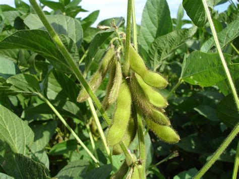 Perdue soybean plant doubles Pa. s processing capacity ...