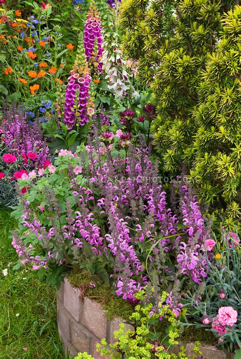 Perennial flower garden colorful | Plant & Flower Stock ...