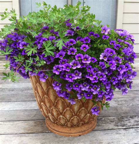 Perennial spillers for containers