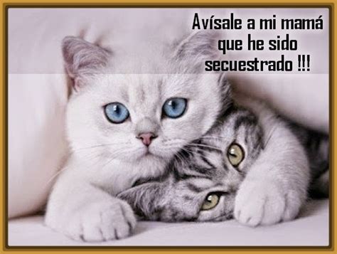 Perfectas Imagenes de Gatos con Frases Graciosas | Gatitos ...