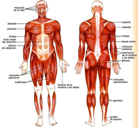 Perfecto Principales Músculos En El Cuerpo Humano ...