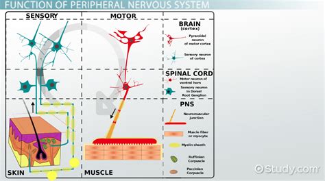 Peripheral Nervous System: Definition, Function & Parts ...