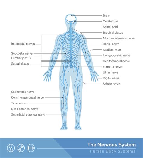 peripheral nervous system diagram 28 images spinal ...