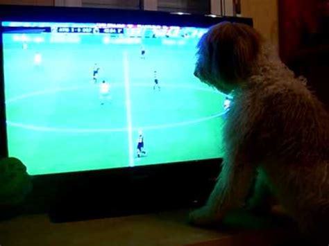 Perro de agua viendo el futbol en la tele   YouTube