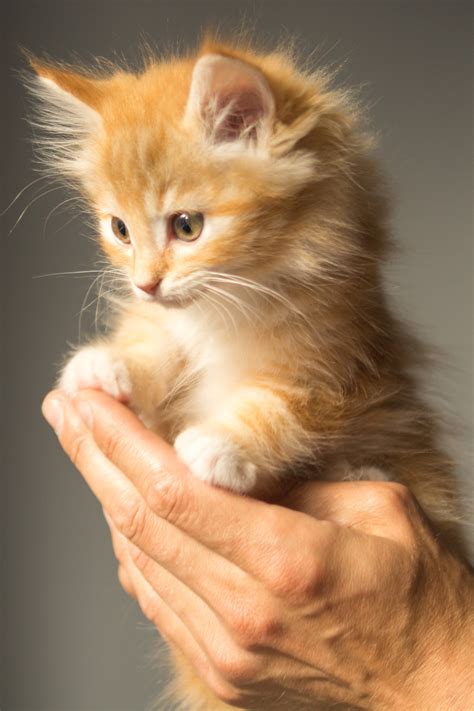 Person Holding Persian Kitten · Free Stock Photo