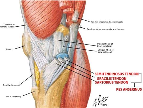 Pes Anserinus Bursitis | Bone and Spine