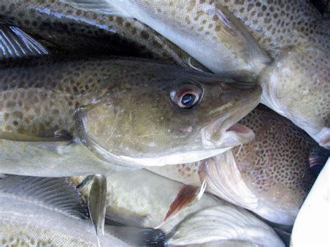 Pescado blanco: conoce sus beneficios y las mejores ...