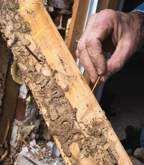 Pest Control Toronto | Pesticon | Signs Of Termites ...