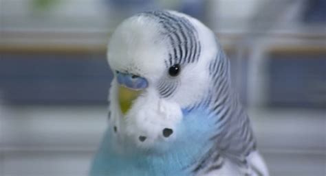 Pet Bird Names | www.pixshark.com   Images Galleries With ...