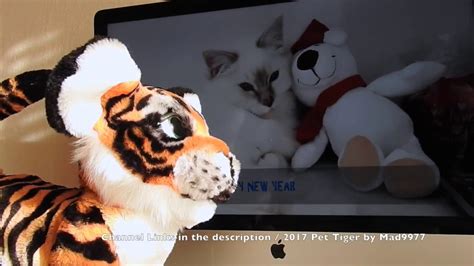 PET TIGER S REACTIONS TO YOUTUBE VIDEOS   YouTube