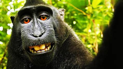 PETA Sues Over Monkey Selfies   YouTube