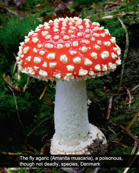 Petersen, J.: The Kingdom of Fungi  Hardcover and eBook ...