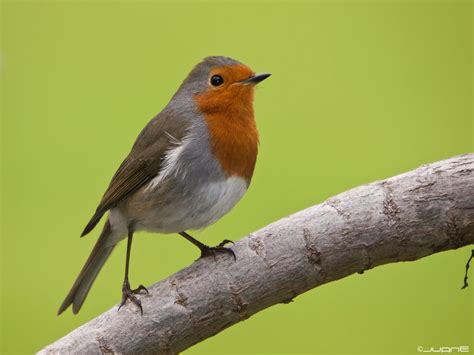 petirrojo gran canaria   Buscar con Google | PÁJAROS ...