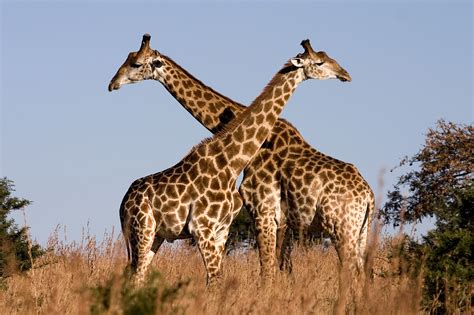 Petite Giraffes