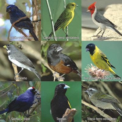 Petry blog: tipos de aves