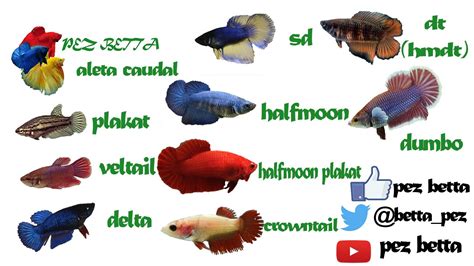 pez betta hembra tipos de cola   YouTube