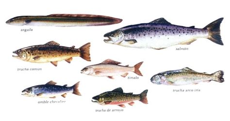 Pez de río: Caracteristicas, nombres, comestibles y mucho más.