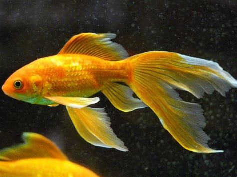 PEZ DORADO   Tamaño, donde y cuanto vive un pez dorado