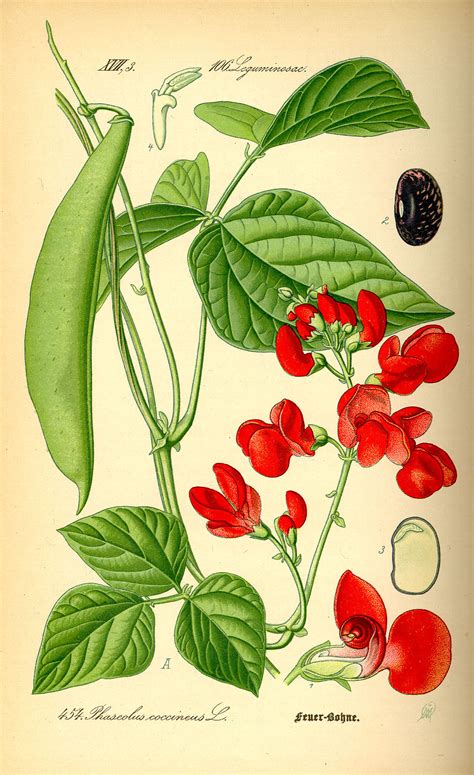 Phaseolus coccineus   Wikipedia