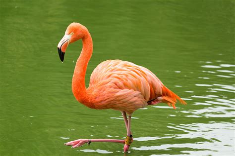 Phoenicopteridae Wikipedia, la enciclopedia libre