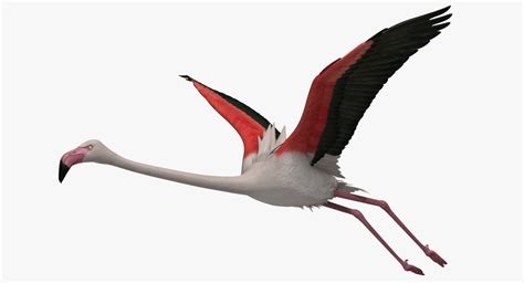 phoenicopterus roseus greater flamingo obj