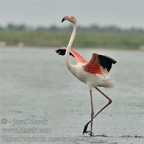 Phoenicopterus roseus Greater Flamingo Rosaflamingo ...
