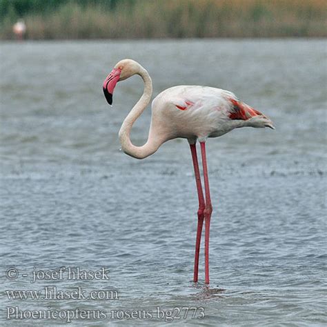 Phoenicopterus roseus Greater Flamingo Rosaflamingo ...