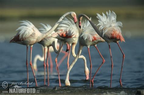Phoenicopterus roseus Pictures, Greater Flamingo Images ...