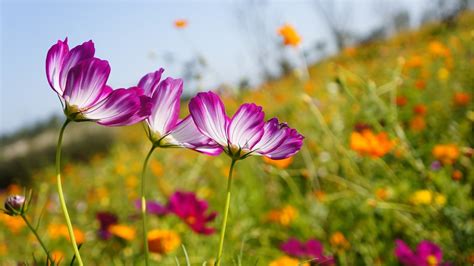 Photo gratuite: Fleurs, Jardin, Fleur, Nature   Image ...