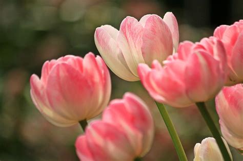Photo gratuite: Tulipes, Fleurs, Printemps, Plante   Image ...