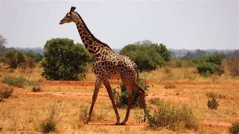 Photo | La girafe, un animal sauvage