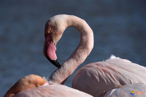 Photo : Phoenicopterus roseus