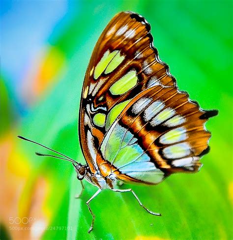 Photograph Exotic Butterflies © Nora de Angelli / www ...