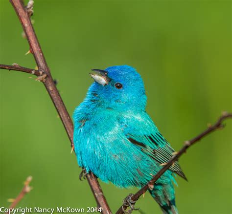 Photographing Male Indigo Buntings and the Illusion of ...