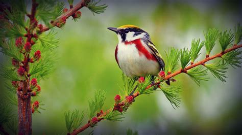 Photography Birds Wallpaper 1080p For Free Here By Click ...