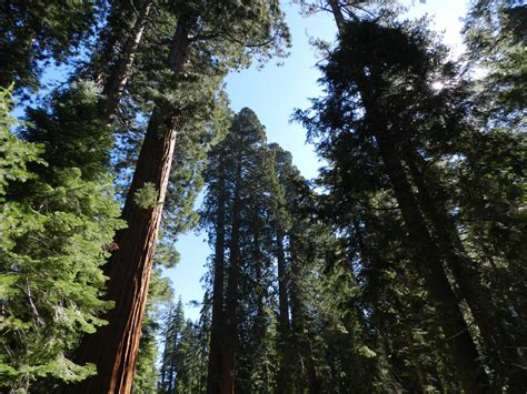 Photos de Mariposa Grove of Giant Sequoias   Galerie photos