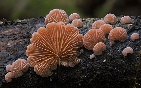 Photos of Extremely Unusual Mushrooms and Other Fungi by ...