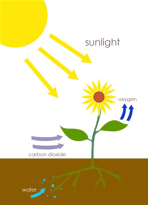 Photosynthesis   Simple English Wikipedia, the free ...
