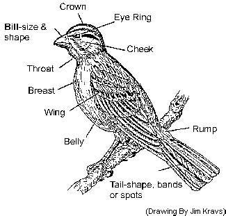 Physical Traits / Characteristics   birds 4th