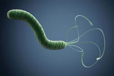 Physicists Uncover Swimming Secrets of H. pylori Bacteria ...