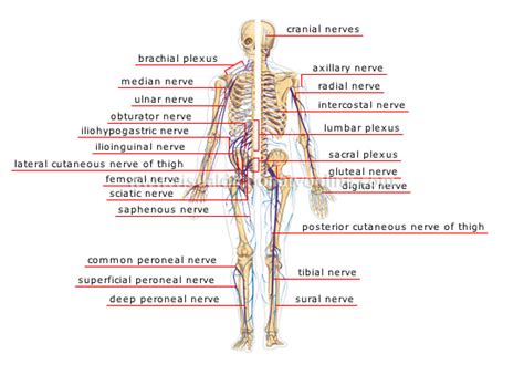 physiological Informations: Human Body: How Does It ...
