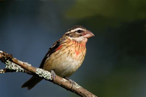 Picogordo Degollado | Guía de Aves