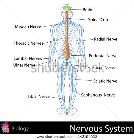 Pics For > Nervous System Diagram Unlabeled