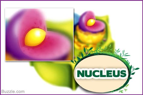 Pics For > Plant Cell Nucleus